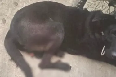 Foto| Fiscalía| LA PATRIA