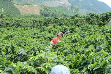 Producción de café 