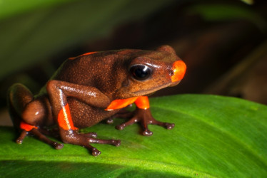 La rana cocoi o rana arlequín venenosa (oophaga histrionica), se encuentra en grado de preocupación menor respecto a su peligro de extinción, de acuerdo con la Unión Internacional para la Conservación de la Naturaleza (UICN).