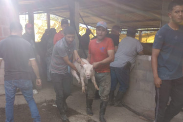 Se otorgaron entre dos y tres cerdos por familia.