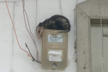 Zarigüeya rescatada en Pácora