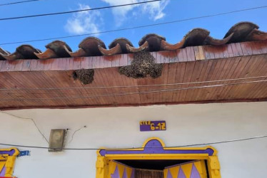 enjambre-de-abejas-en-san-jose-caldas