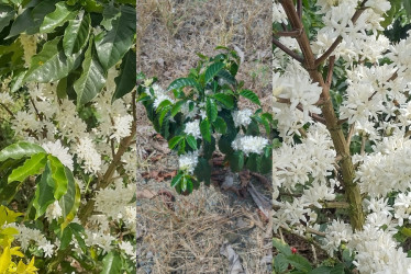 Floraciones de café reportadas en Caldas.