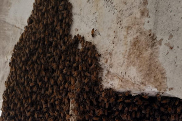 La colmena. Fotos de la Alcaldía.