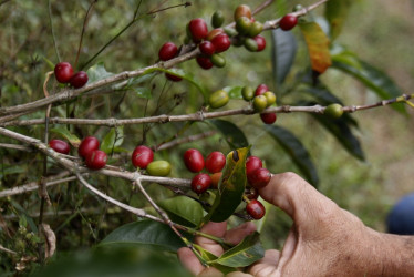 Desde abril se modificarán en Colombia los parámetros o las fórmulas de rendimiento para comprar el café.