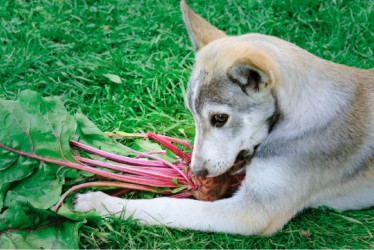 Perro comiendo remolacha