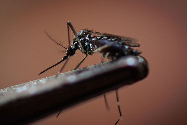 El mosquito Aedes aegypti, transmisor del dengue