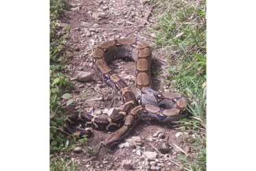 La boa constrictora no es venenosa, pero atrapa con fuerza a sus presas para ahogarlas al momento de cazar.