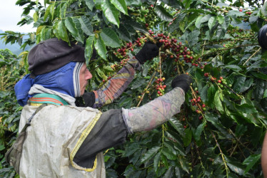 Sembrar la semilla de la cultura del registro de gastos, ingresos y producción en el campo es la meta de la aplicación Mifinca para que los proyectos agrícolas de Chinchiná identifiquen el estado de sus cosechas. Este programa electrónico sirve como insumo de análisis antes de tomar una decisión en los cultivos de café, plátano, cítricos, aguacate, banano, guayaba y cacao.