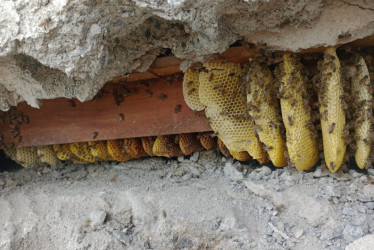 Las abejas picaron a 22 personas en una zona verde.