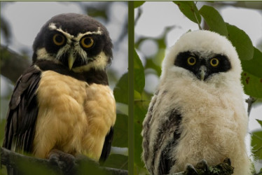 El adulto y el juvenil de búho de anteojos (Pulsatrix perspicillata) avistados en el barrio La Francia de Manizales este viernes. 