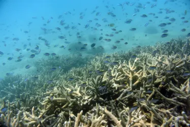 Vista de un tramo de la Gran Barrera de Coral de Australia.