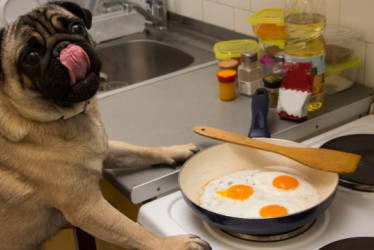 Perro pug frente a una sarten con huevos fritos