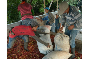 Recolectores de café en Caldas