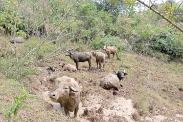 Los turistas interactúan con las búfalas en el hato Gibraltar del sector de San Francisco, de Chinchiná.