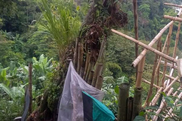 Hallazgo del cuerpo en Chinchiná, foto cortesía de la Super Radio TV.