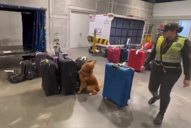 El canino Rubén olfatea las maletas del vuelo internacional Pereira - Washington y detacta cocaína en una de ellas. Hay un capturado.