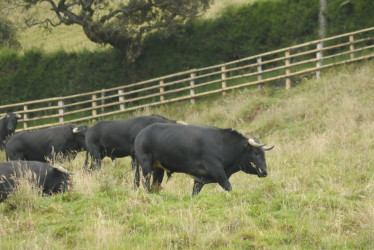 Toros de lidia