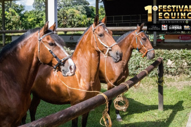 Chinchiná se prepara para recibir este fin de semana su primer Festival Equino. Participarán caballistas de todo el país. Para el próximo año se proyecta una exposición Grado B.