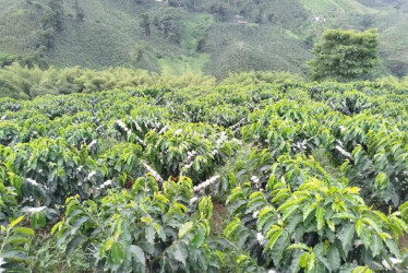 Durante el primer semestre de este año se vieron floraciones en los cultivos de café. En la imagen, la vereda Guayabal de Chinchiná (Caldas).