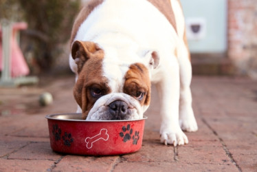 Perro comiendo de tu taza