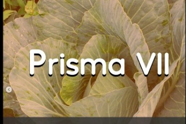 El jueves 1 de agosto a las 6:00 de la tarde se inaugura la exposición Prisma VII 