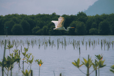 Ave sobrevolando un manglar. 