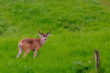 El venado de cola blanca, avistado a mediados de junio por la vereda Benavista, de Manizales. 