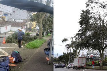 La poda de los árboles la realizó personal capacitado de Emas. Así está la zona, después de la visita de LA PATRIA. 