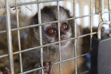 Esta especie permanece en riesgo de extinción por cuenta de la destrucción del hábitat y el tráfico como mascotas.