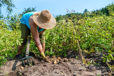 Los subsidios en la compra de insumos están disponibles para productores del sector agrícola, pecuario (ganadería) y cafetero a través del FAIA Integral y Café. Acá todos los detalles y cómo ser beneficiario.