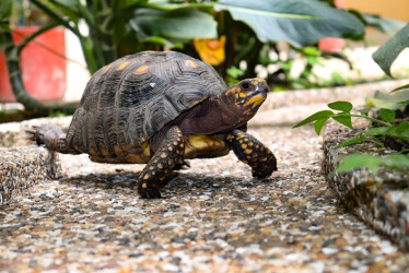 La tortuga llegó a la Alcaldía Foto|Facebook Alcaldía de Aguadas|LA PATRIA