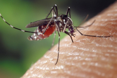 El virus oropouche es contagiado por los vectores Culicoides paraensis, Culex quinquefasciatus, Aedes serratus y Coquillettidia venezuelensis. Tiene los mismos síntomas del dengue.