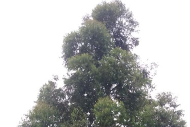 Este es el árbol que necesita poda urgente, según los residentes del sector.