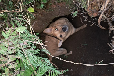 La mascota cayó en un hueco de dos metros. En el sitio ya han tenido que rescatar otras mascotas.