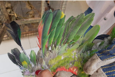 Las plumas de las alas de una lora real (Amazona ochrocephala). 