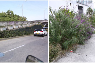 Así se encuentran los ornamentos florales del puente en la avenida Kevin Ángel (izq.) y los arbustos del Bulevar de la 19.