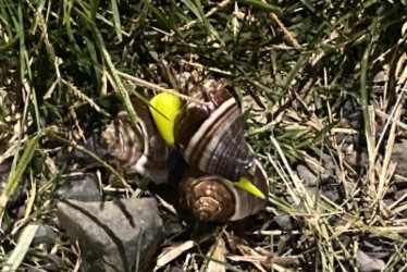 Caracol africano en un sector de Anserma Caldas