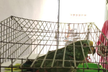 El loro permanecía en cautiverio y como mascota. Corpocaldas se encargará de su recuperación.