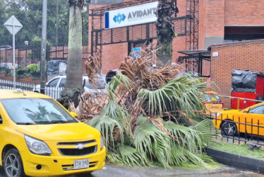 Frente a la Clínica Avidanti, en el barrio Villa Pilar de Manizales, se cayó un árbol a causa de las fuertes lluvias registradas en la tarde de este domingo.