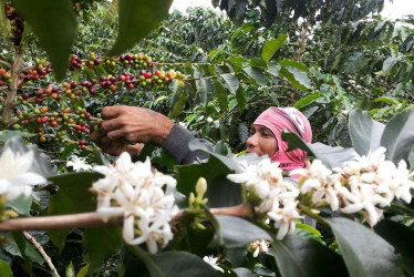 El café será el protagonista de las fiestas de Chinchiná. Inician este viernes y se extenderán hasta el próximo lunes. En la vereda El Trébol le rendirán un homenaje a los recolectores, mientras que en el Parque de Bolívar, a la cosecha cafetera.