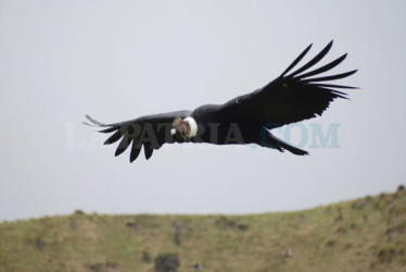 Cóndor sobrevolando en la vía Manizales - Murillo