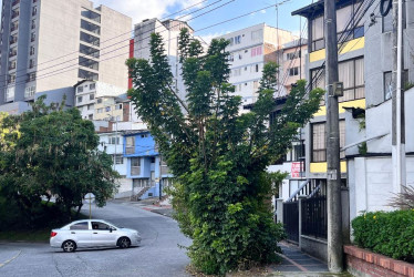 Foto Luis Trejos  /Q’HUBO  Este es el árbol que, según los residentes, obstruye la visibilidad de los conductores y peatones en el barrio Baja Leonora. 