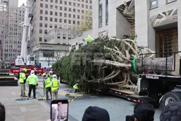 Una cuadrilla de trabajadores instaló hoy el árbol de Navidad en el Rockefeller Center de Nueva York.