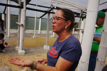 La caficultora Carolina Arias mostró cómo es el proceso de secado del café que se cultiva en la finca hotel La Gaviota de la vereda La Quiebra de El Naranjal de Chinchiná.