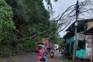 Dos árboles se cayeron en días pasados a la entrada al corregimiento de Arauca (Palestina) y ocasionaron daños en motos, puestos de dulces y redes eléctricas.