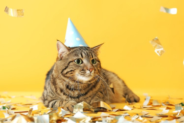 Gato de cumpleaños