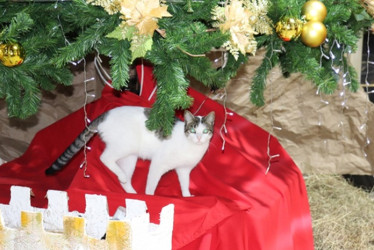 Fotos | Rubén Darío López | LA PATRIA Por estos días llamó la atención la presencia de un gato en el pesebre del templo parroquial. Se llama Milagros y es la mascota de la casa cural.