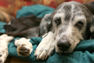 Perro enfermo en un sofá