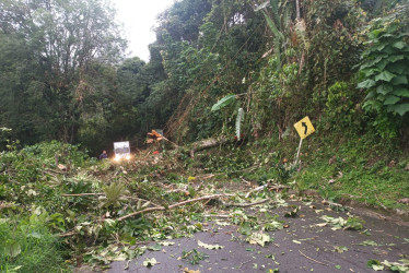 Un árbol cerró la vía que comunica a Risaralda con el corregimiento de Palestina. 